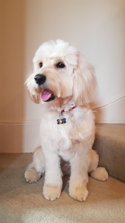 Empire Poodle Salon - Dog Grooming Services