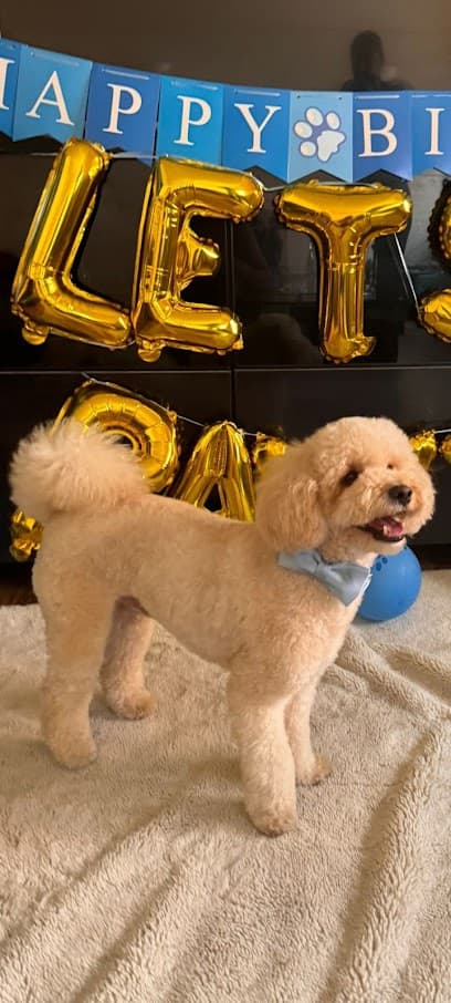Inu & Nini - Dog Grooming Services
