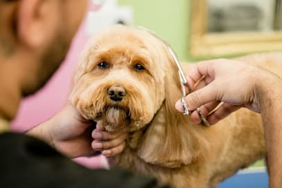 The Pet Spa - Balham - Dog Grooming Services
