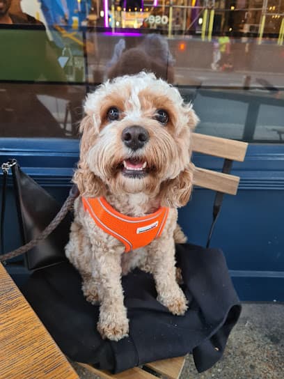 Hayward's Dog Grooming - Dog Grooming Services