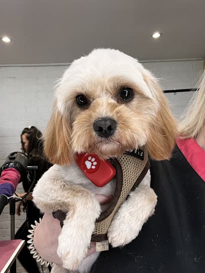 Pooch Luna - Dog Grooming Services