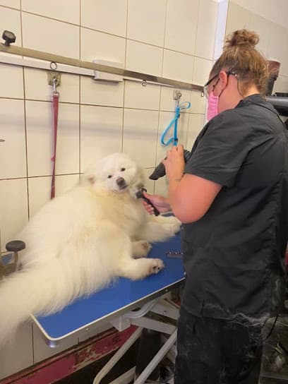 Curracloe Dog Grooming Salon, Ealing, West London - Dog Grooming Services