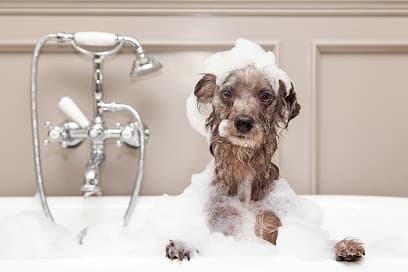Majestic Pooch - Dog Grooming Services