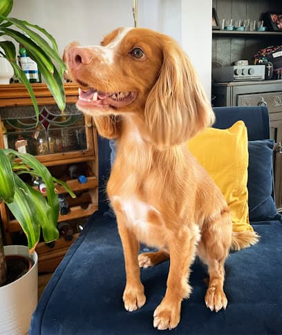 Wigs Pet Spa - Dog Grooming Services