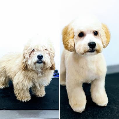 Day Of The Dog - Dog Grooming Services