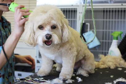 Waggs Professional Dog Grooming - Dog Grooming Services