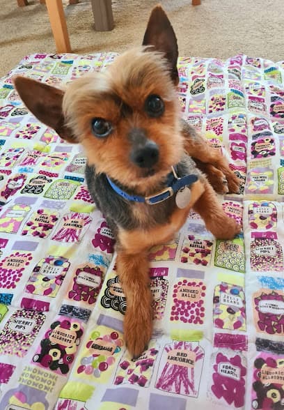 Purrfect Pooches Ltd - Dog Grooming Services