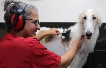 The Artful Dog Grooming Parlour. Low-stress, one-to-one dog grooming. - Dog Grooming Services