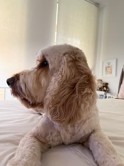 The Uptown Dog - Dog Grooming Services