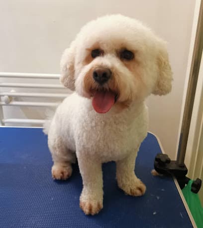 Fifi's Dog Haus - Dog Grooming Services