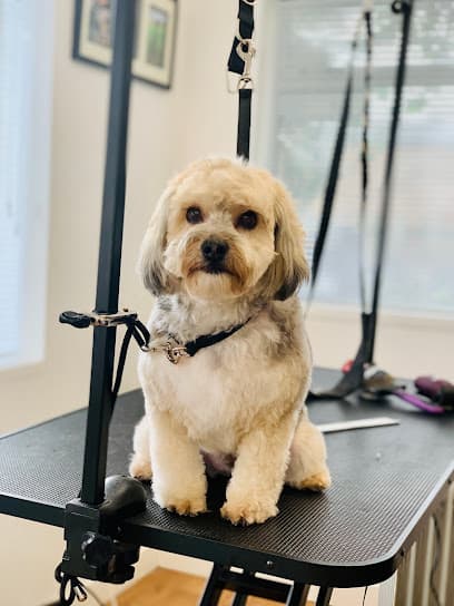 Martha's Dog Grooming Retreat - Dog Grooming Services