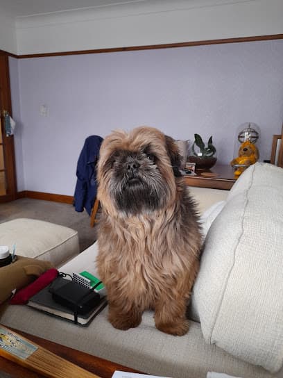 Hollywood Houndz - Dog Grooming Services