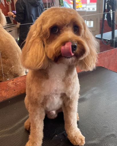 Trim Time Petspa - Dog Grooming Services