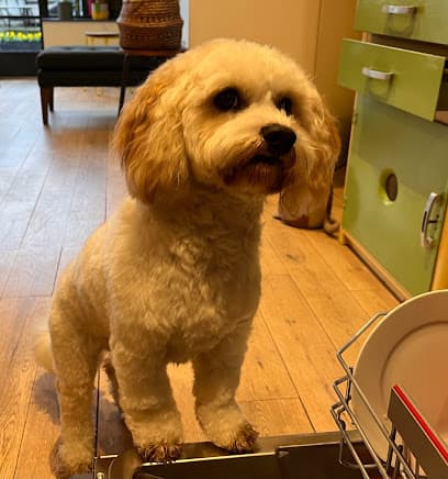 D-O-G Grooming Battersea - Dog Grooming Services