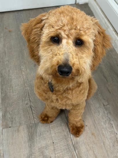 Ruthie's Woofies - Dog Grooming Services
