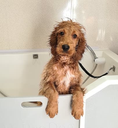 Yogi Mobile Dog Grooming Service - Dog Grooming Services
