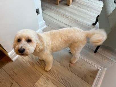 Fur Babies Spa - Dog Grooming Services