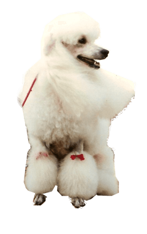 Harefield Pets and Grooming - Dog Grooming Services