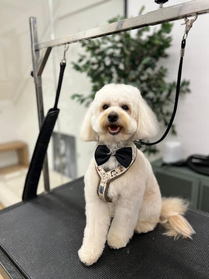 Big City Dog - Dog Grooming Services