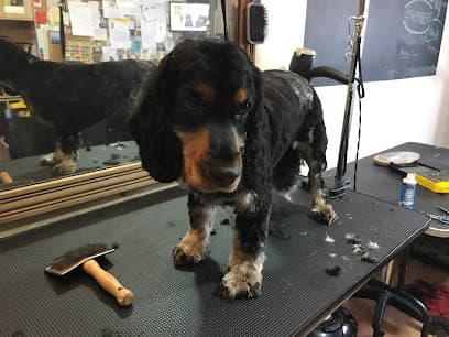 Ayla's Pet Groomers - Dog Grooming Services