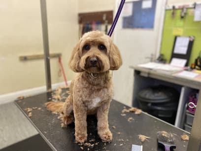 Creature Comforts - Dog Grooming Services