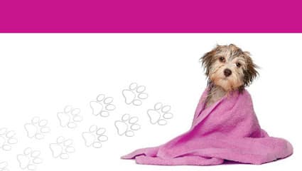 Groom For Improvement - Dog Grooming Services