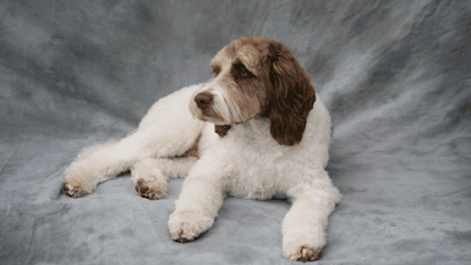 About Grooming Time - Dog Grooming Services